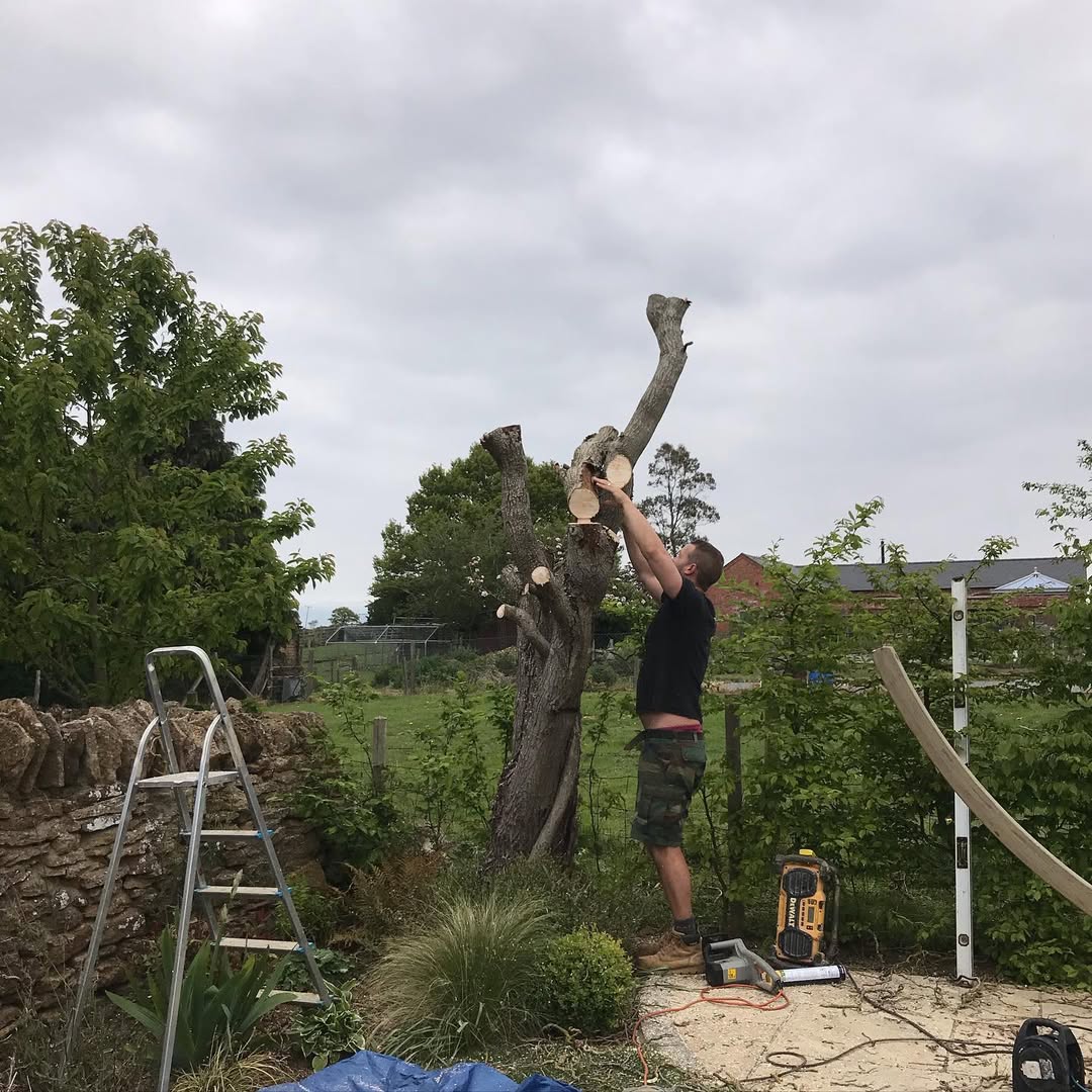 Cutting the trunk down to the right height for the treehouse platform