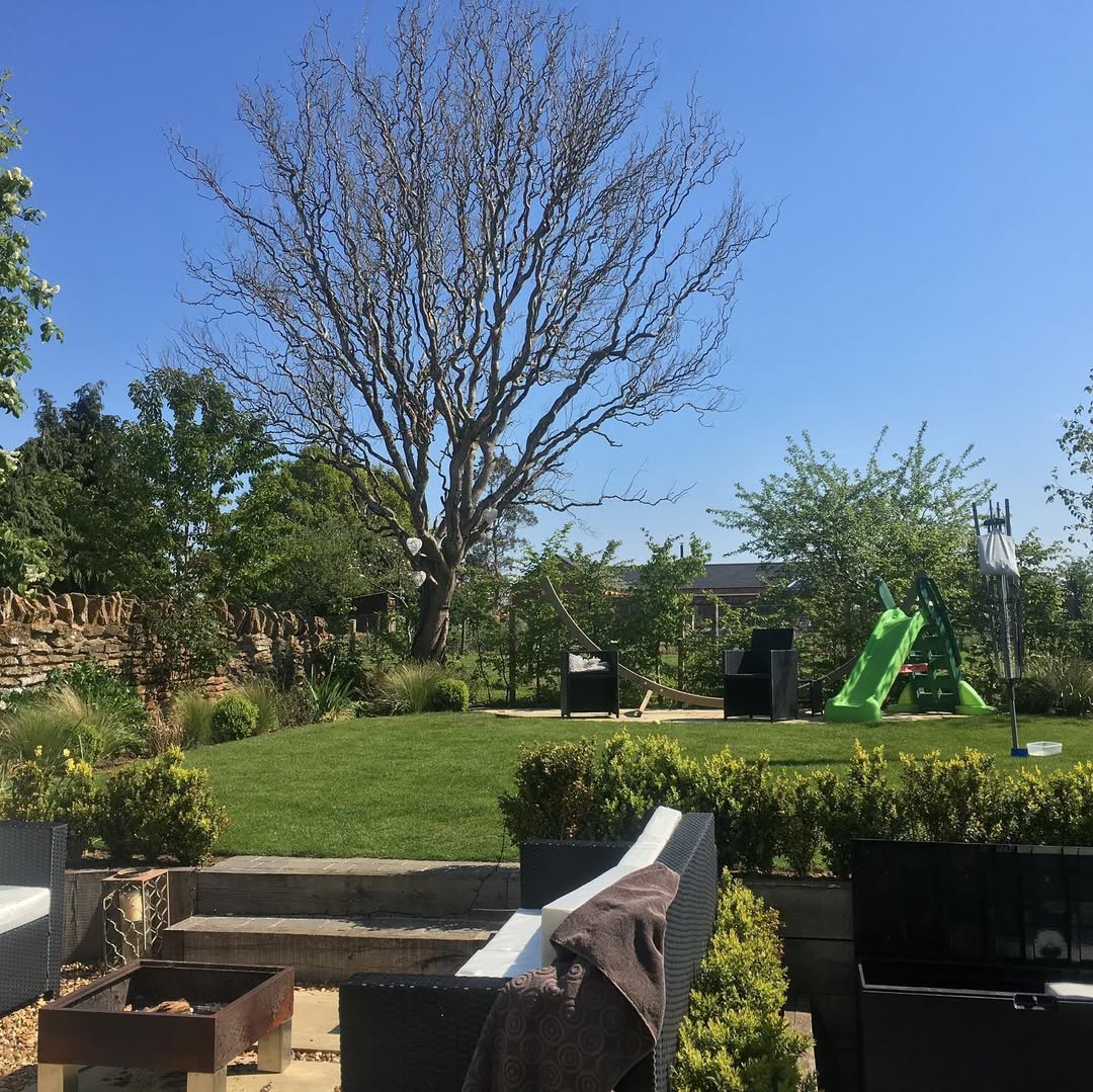 The garden before — Salix contorta lost to disease standing bare above the border