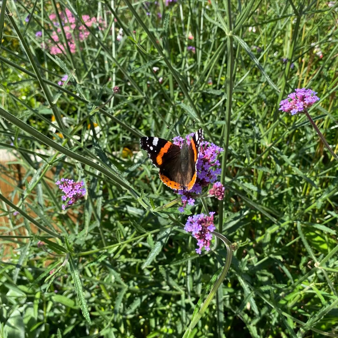 Red Admiral butterfly on Verbena bonariensis in the planted border