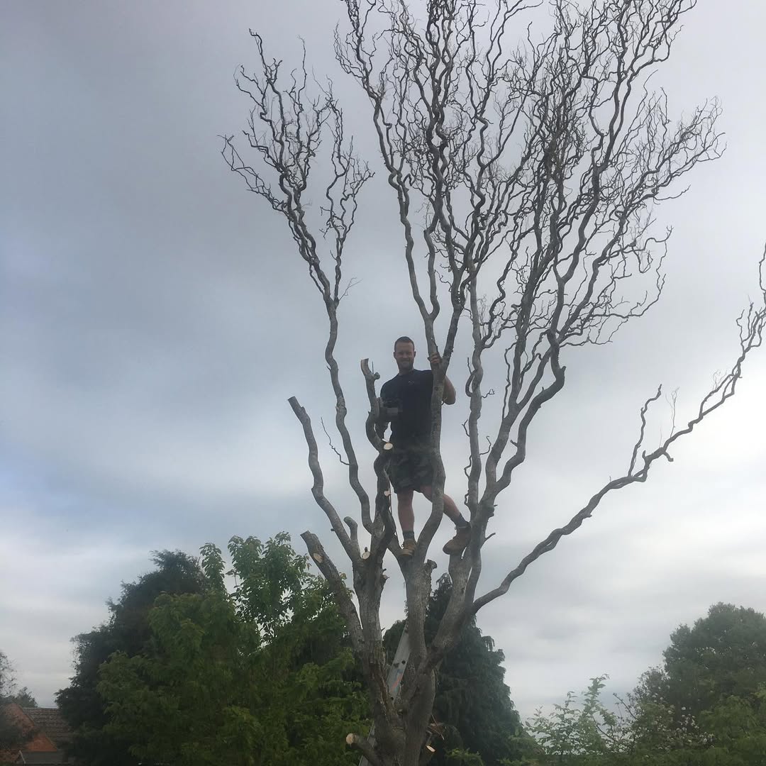 Mark up the bare trunk taking the dead tree back to a workable frame